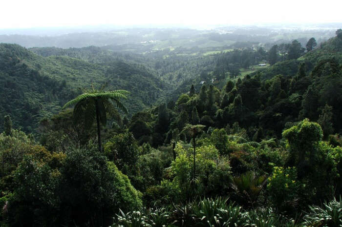 Waitakere Eco-Tourism
