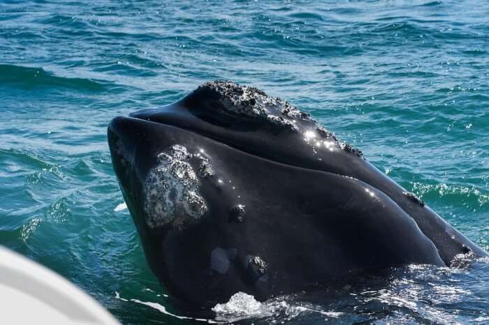 Waltz with the whales in Hermanus