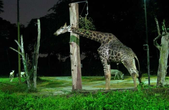 Giraffe view