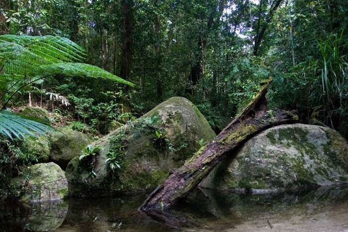 Wet Tropics Of Queensland
