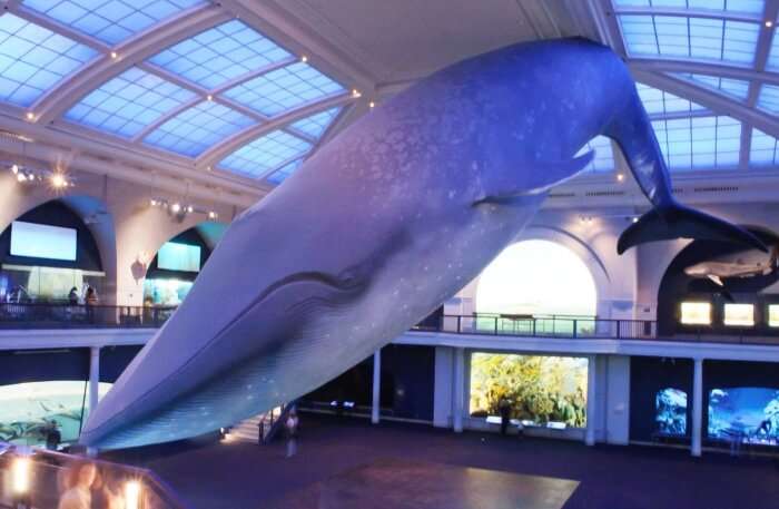 Whale Museum