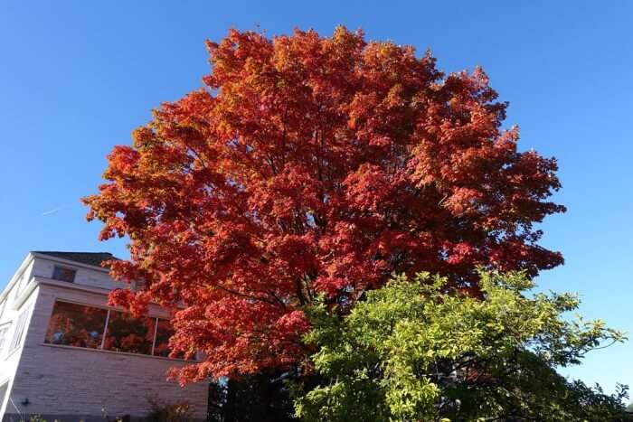 Why is Canada known as the Land of Maple Leaf