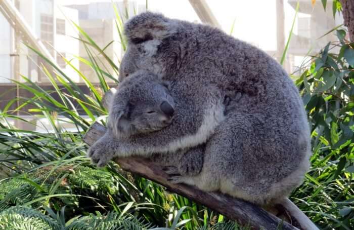 Wild Life Sydney Zoo