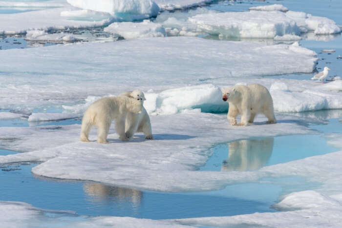 Wildlife In Norway