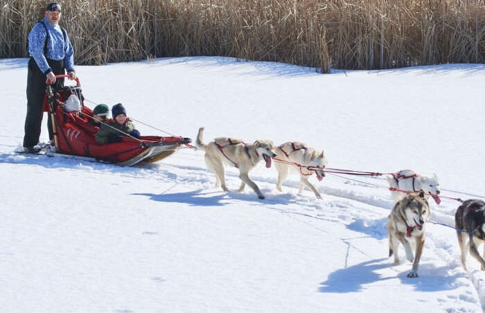 Winter Dog Mushing