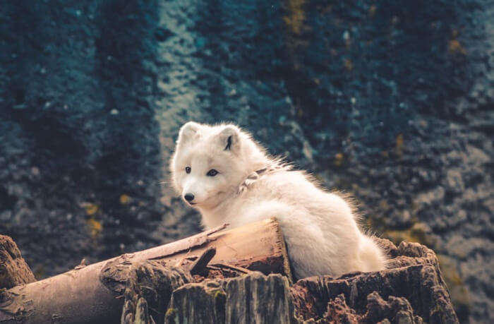 Witness the magic of the Canadian Arctic wilderness