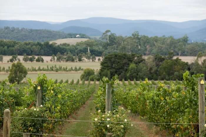 Yarra Valley Wine And Wildlife