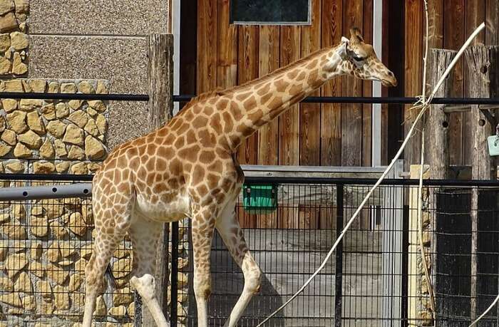 ZOO Planckendael