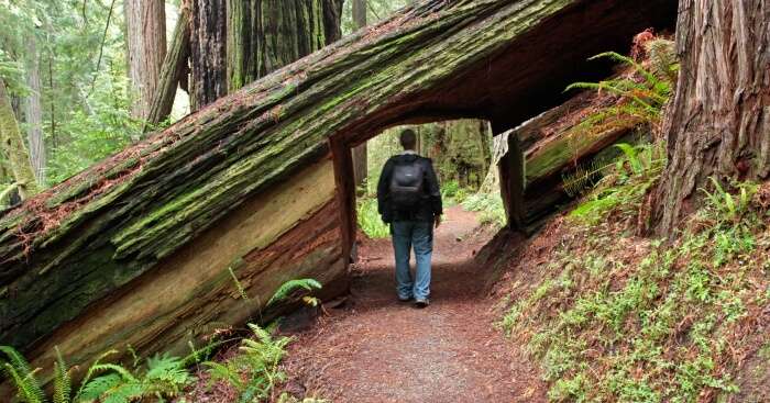 Hiking Trails in Northern California