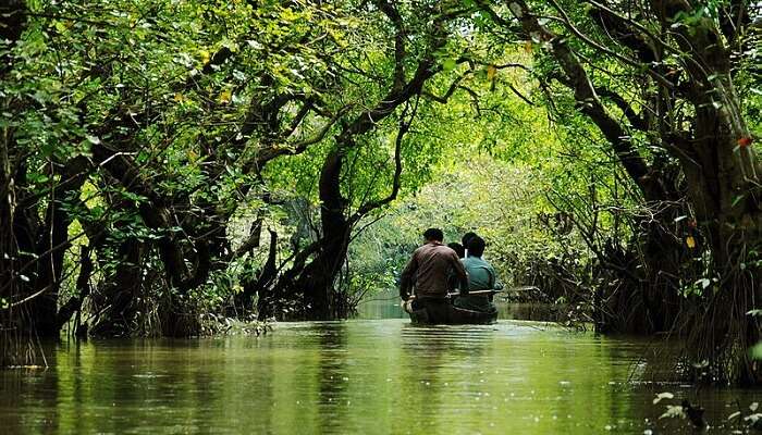 swamp