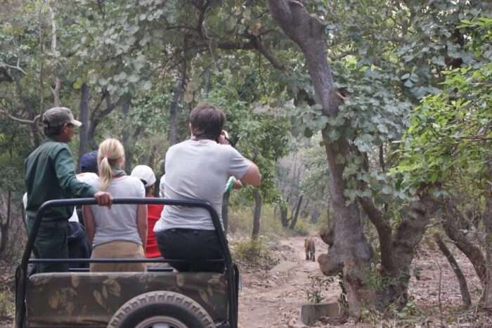 A Jungle Safari At The Khao Lak Park