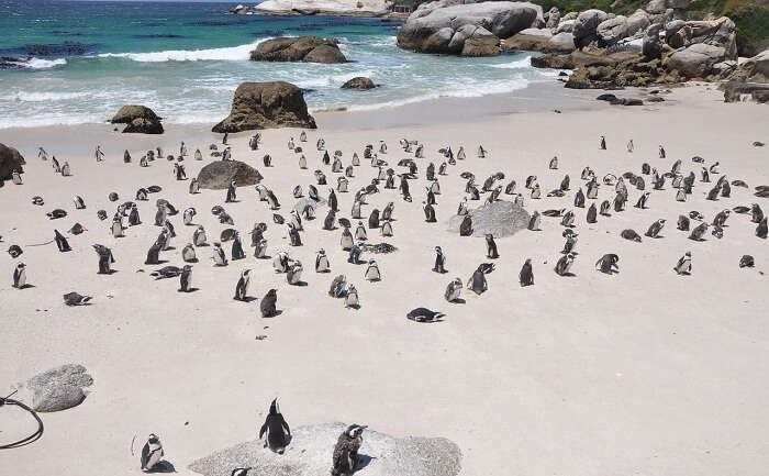 Wildlife Penguins Island Nature Penguins