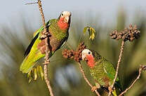 Abaco Parrot