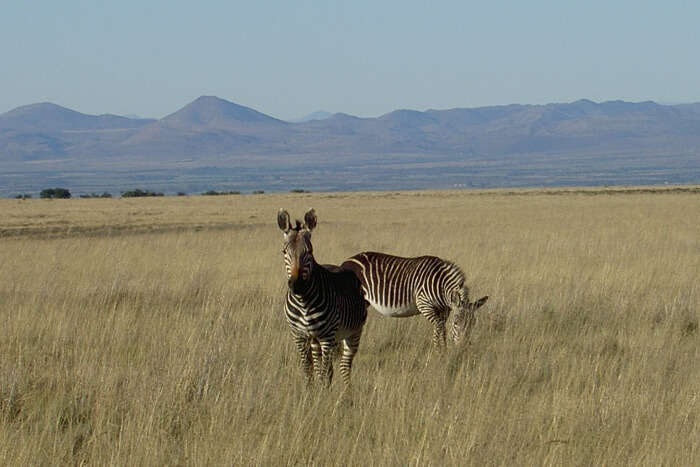 About Mountain Zebra National Park