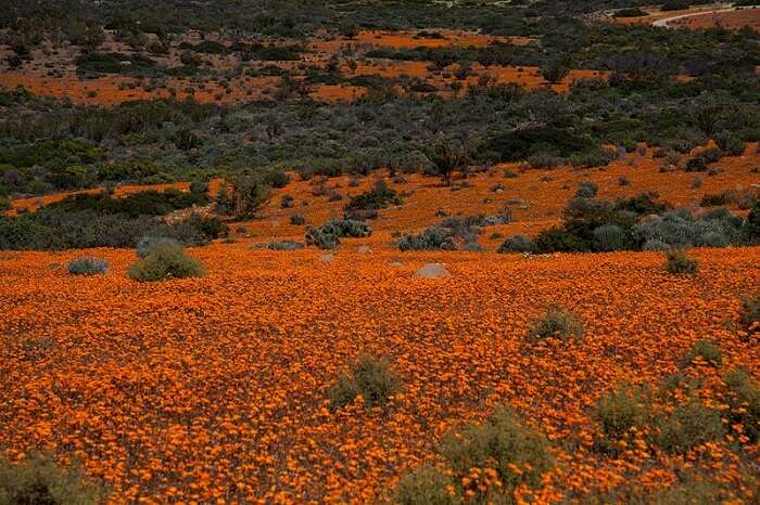 About Namaqua National Park