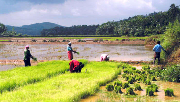 Anakkara in Idukki