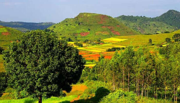 lush green surroundings in one of the best honeymoon places in India in February