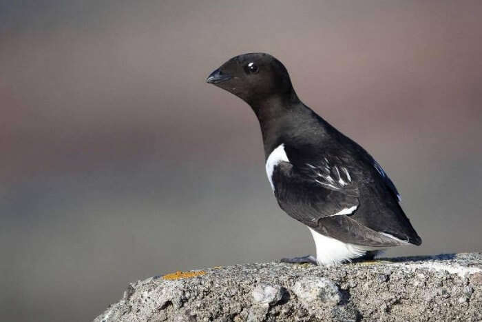 9 Specimens Of Wildlife In Greenland That Are Just Incredible