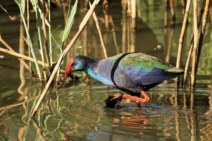 Austin Roberts Bird Sanctuary