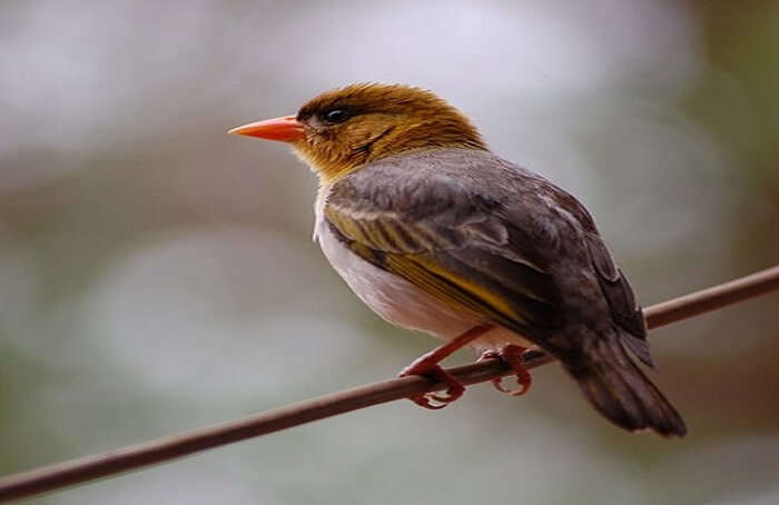 Avifauna