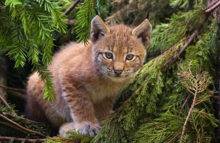 Balkan lynx