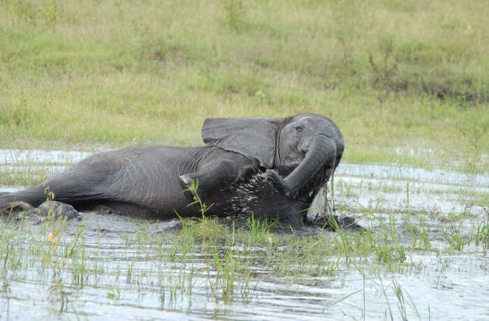 Bathing baby elephants at Theppakadu Elephant Camp