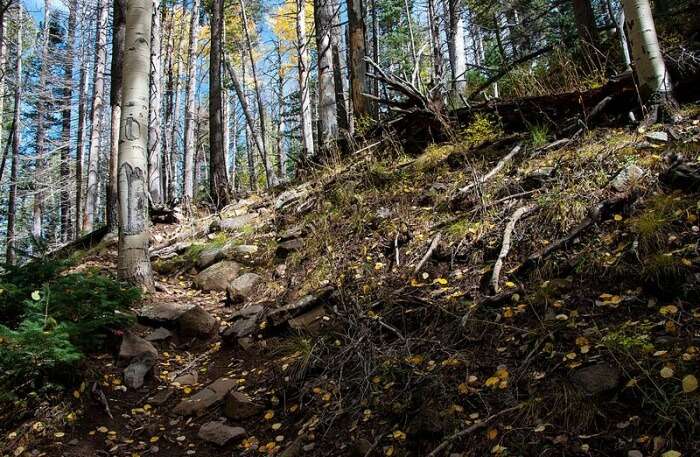 bear tracks in the forest