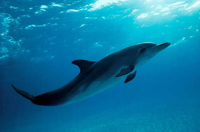 Bimini Dolphins