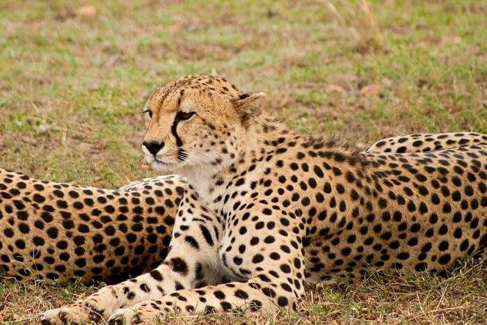 Bird watching and cheetah tracking