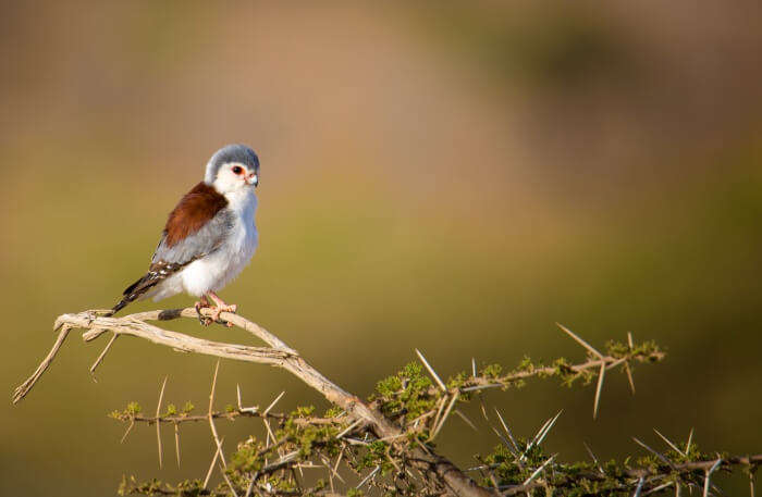 Birds Close up view