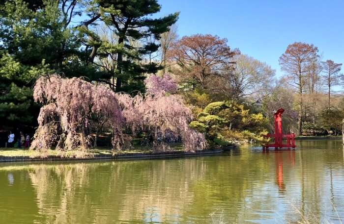 Brooklyn Botanic Garden