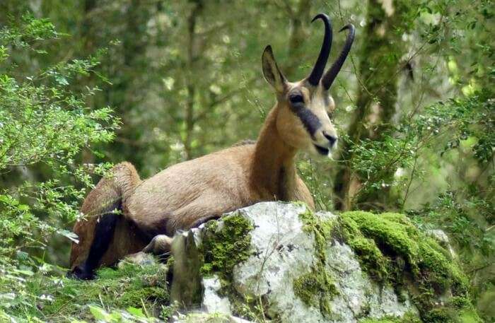 Chamois View