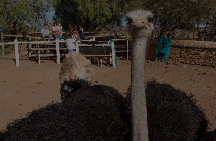 Chandelier Game and Ostrich Show Farm