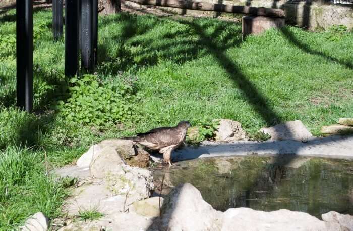 Chișinău Zoo