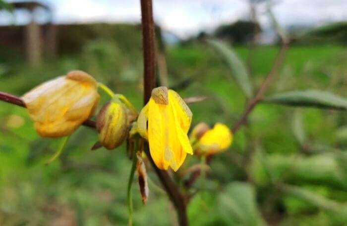 Churachandpur Flower