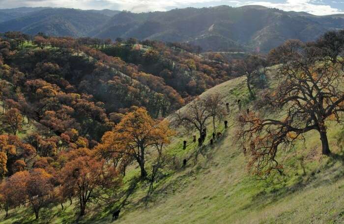 Claremont Canyon Regional Preserve view