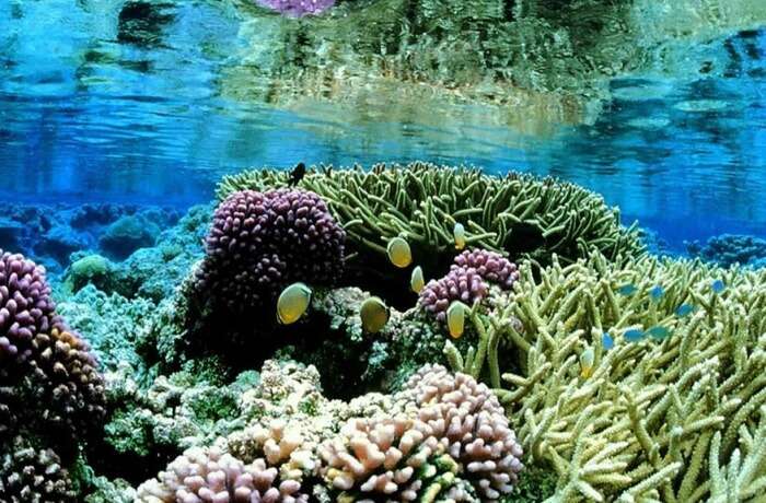 Coral reef gardens