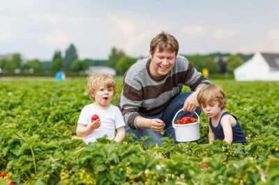 Father & kids plucking strawberry in the farms