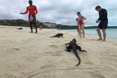 Cover Wildlife in Bahamas