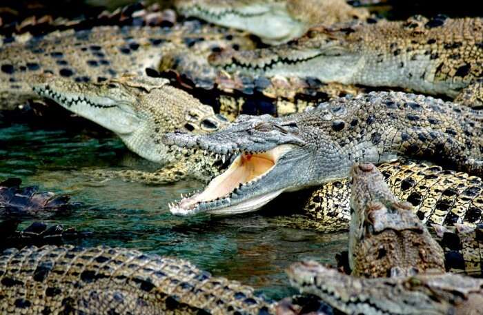 Crocodiles