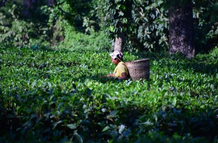 tea plantations