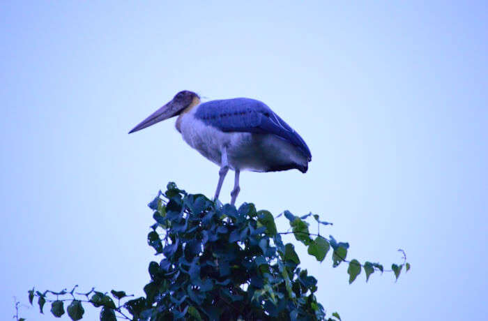 reaching to the Kaziranga National Park