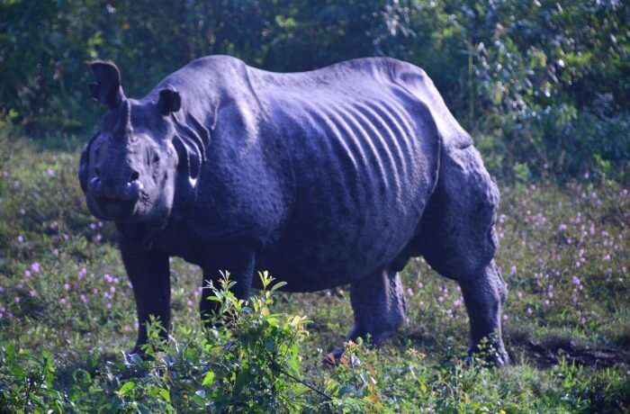 Rhino