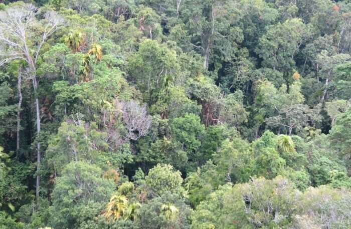 Daintree Rainforest, Queensland