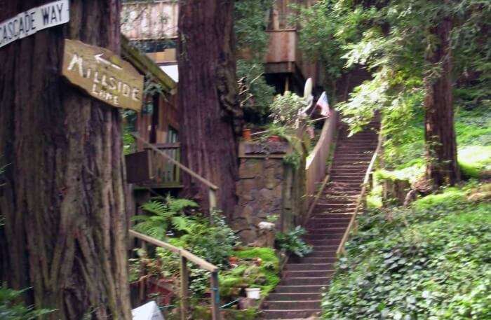 Dipsea Trail in San Francisco