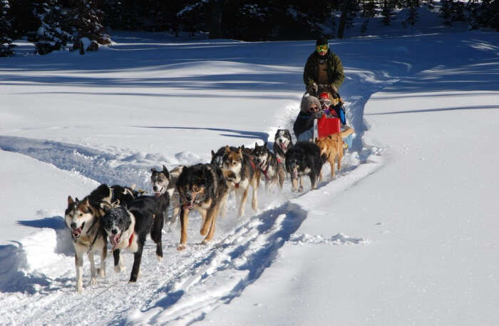 dog sledding