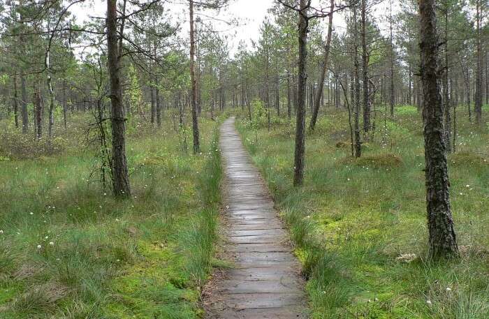 Dzukija National Park