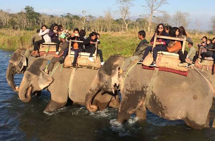 Elephant Safari