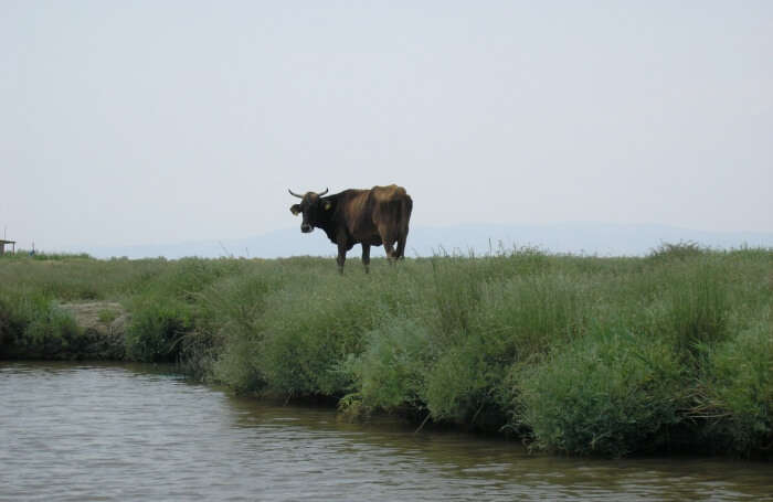 Evros-Delta-and-Dadia-Forest