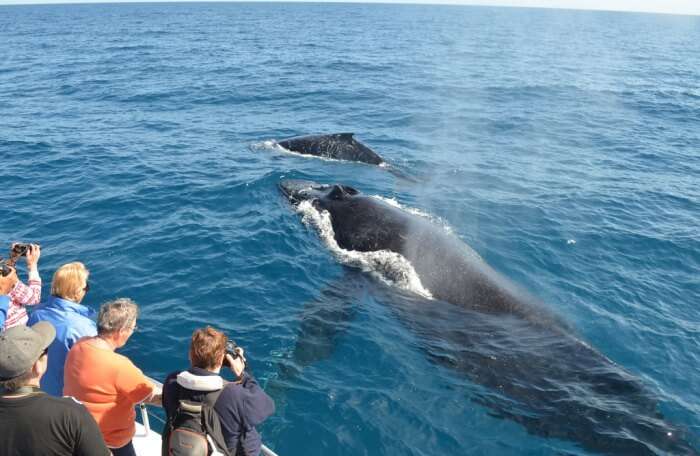 Experience whale watching